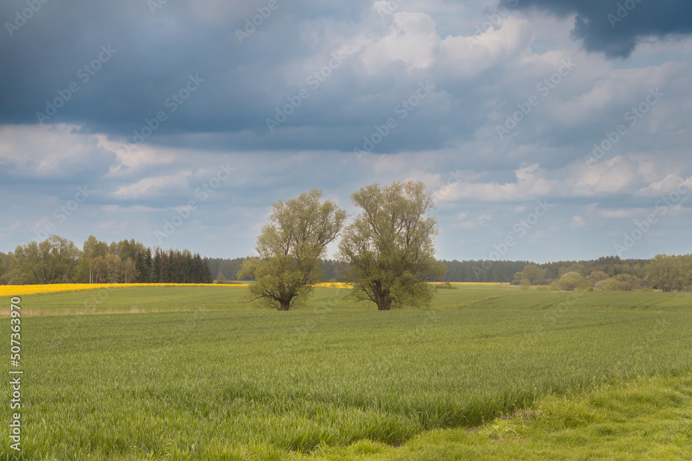 lonely trees in a stormy weather in spring green trees on a field