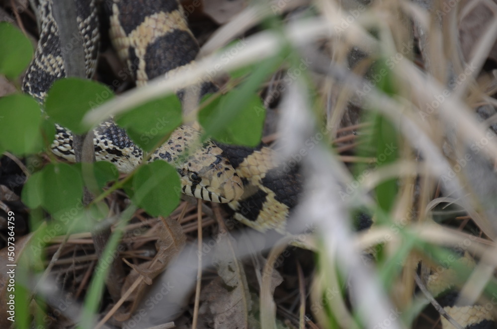 Fototapeta premium bull snake