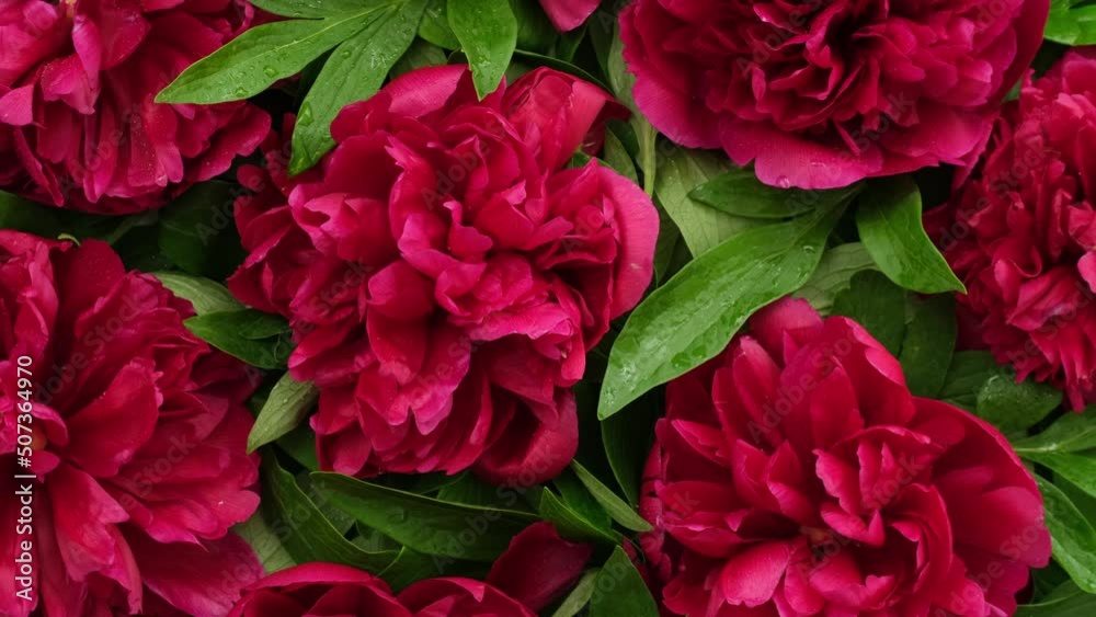Peony flowers background. Blooming pink peony flowers rotating close-up. Beautiful Paeonia spring bouquet. Concept of Valentine's Day, Birthday, Wedding, Holiday, Gift. Slow motion Peony flowers background. Blooming pink peony flowers rotating close-up. Beautiful Paeonia spring bouquet. Concept of Valentine's Day, Birthday, Wedding, Holiday, Gift. Slow motion