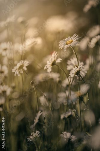 Rumianek polny. Letnie, polne kwiaty. Wiejskie scenerie.  © anettastar