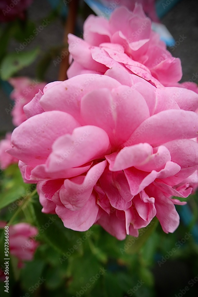 pink rose in garden