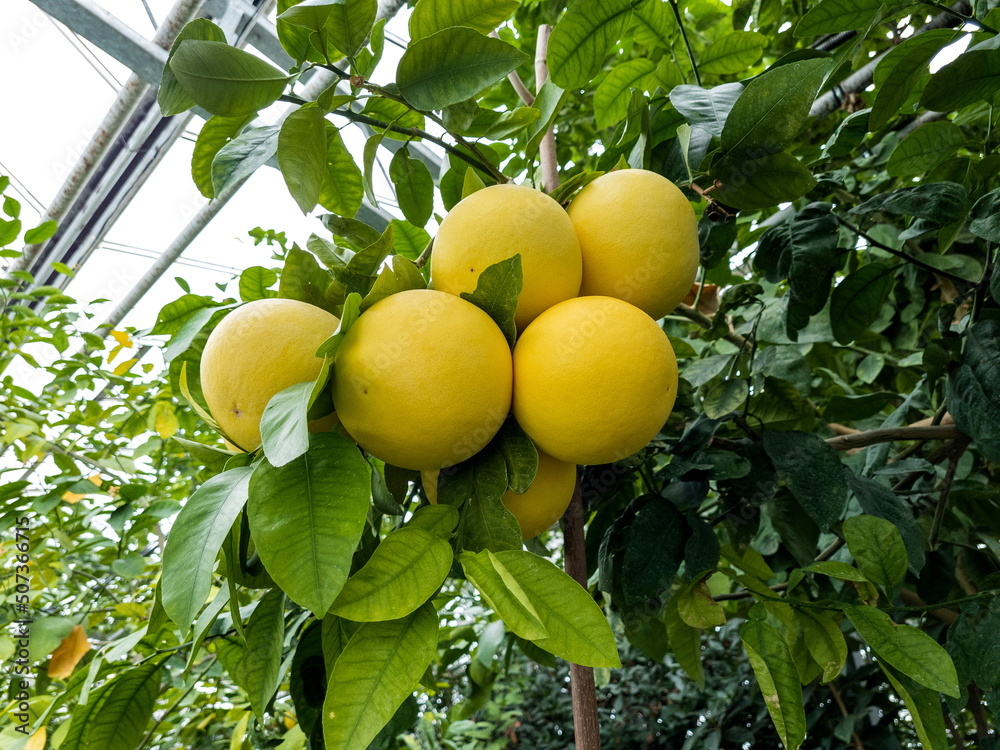 Ripe grapefruit fruits on a branch of a citrus tree on a plantation. Citrus harvest in the greenhouse of the botanical garden. How grapefruit grows. Ripe grapefruit fruits on a branch of a citrus tree on a plantation. Citrus harvest in the greenhouse of the botanical garden. How grapefruit grows.