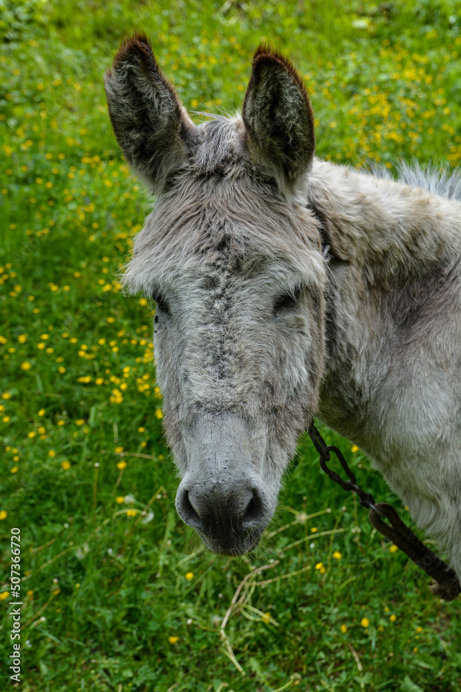 grey donkey on green background, big ears