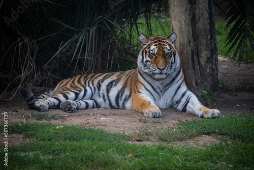 tiger in the zoo laying down