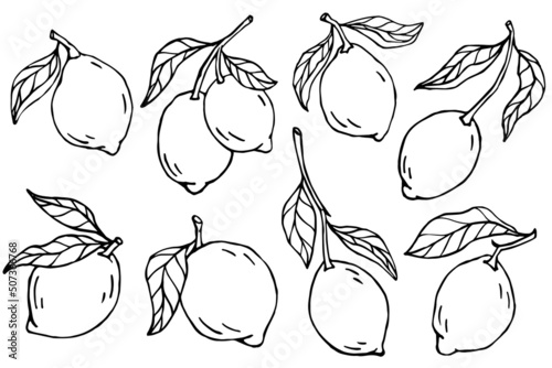 Set of linear sketches of citrus fruit lemons. Vector graphics.
