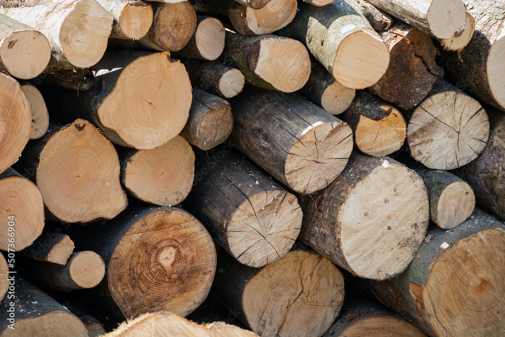 Fototapeta premium Pile of wood logs storage. Logging for firewood.