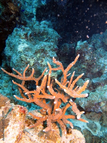 Hard corals of the red sea