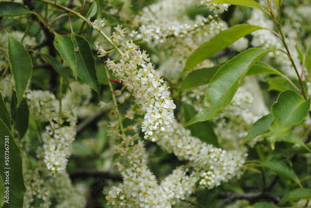 Large bush or shrub-like tree with elongated clusters of dainty white flowers in late May in northeastern United States Large bush or shrub-like tree with elongated clusters of dainty white flowers in late May in northeastern United States