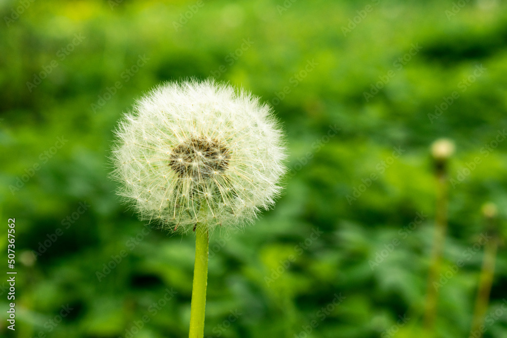 Fototapeta premium Flowers in the meadow.