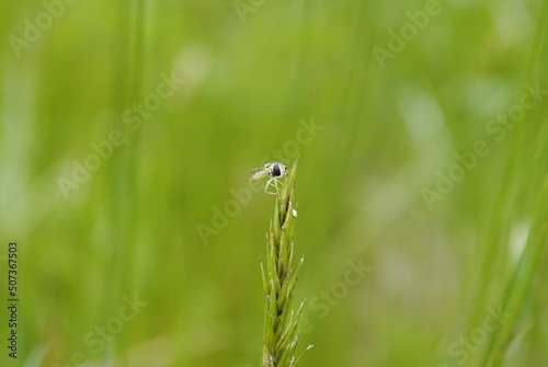 Small fly or hoverfly insect with translucent white body and black eyes perched on top of a tuft of grass. Hover fly bug close up isolated macro.