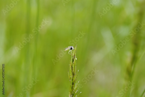 Quadro em tela Small fly or hoverfly insect with translucent white body and black eyes perched on top of a tuft of grass