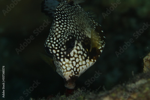 Spotted Trunkfish in close up on a reef of bonaire dutch caribbean 