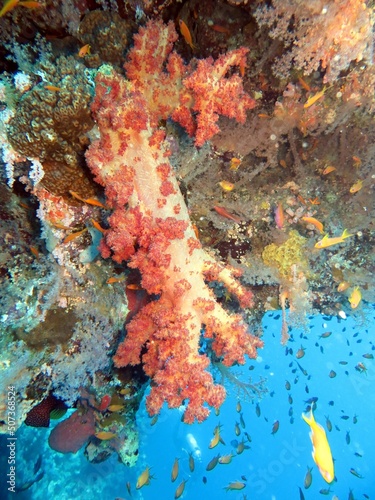 hard and soft corals of the red sea, crown starfish