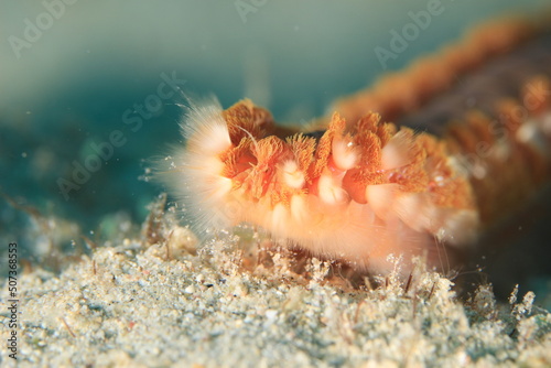common fire worm close up on a reef of bonaire dutch caribbean  photo