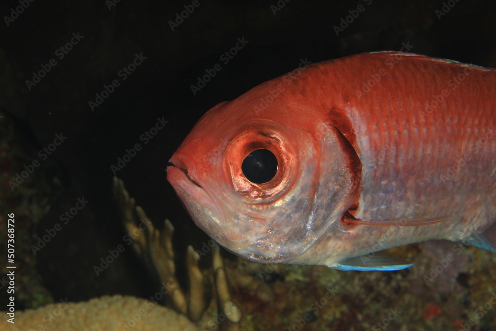 big eyed red soldierfish on coral very close up on a reef of bonaire dutch caribbean big eyed red soldierfish on coral very close up on a reef of bonaire dutch caribbean