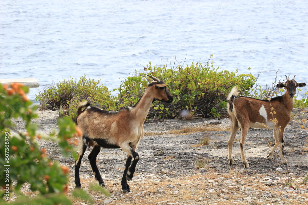 Fototapeta premium wild goats with the ocean on bonaire dutch caribbean