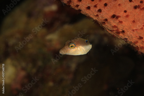 Fototapeta Naklejka Na Ścianę i Meble -  mini boxfish on a scuba dive bonaire dutch caribbean 