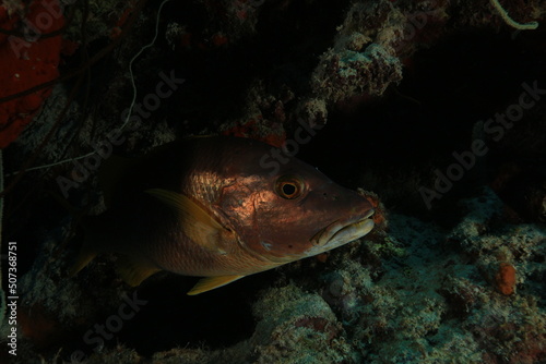 silver and yellow snapper on coral very close up on a reef of bonaire dutch caribbean