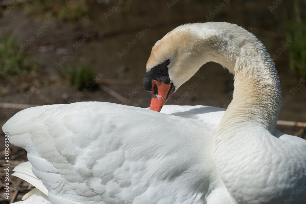 Fototapeta premium mute swan cygnus olor