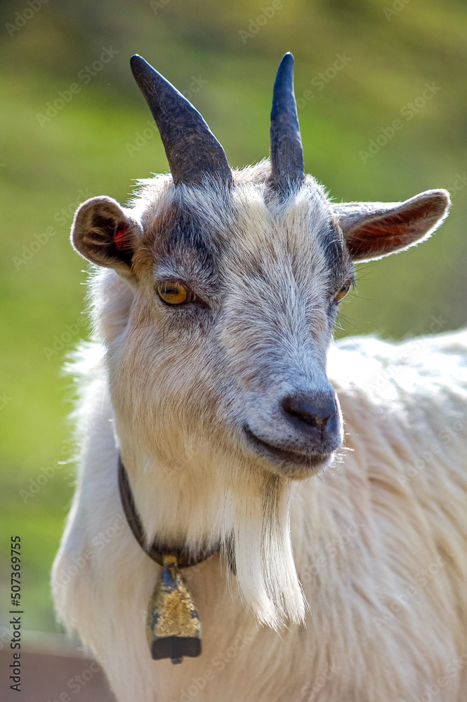 Fototapeta premium Chèvre