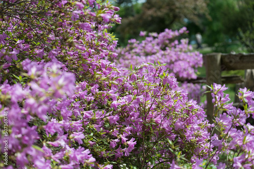 azaleas and rhododendrons in bloom