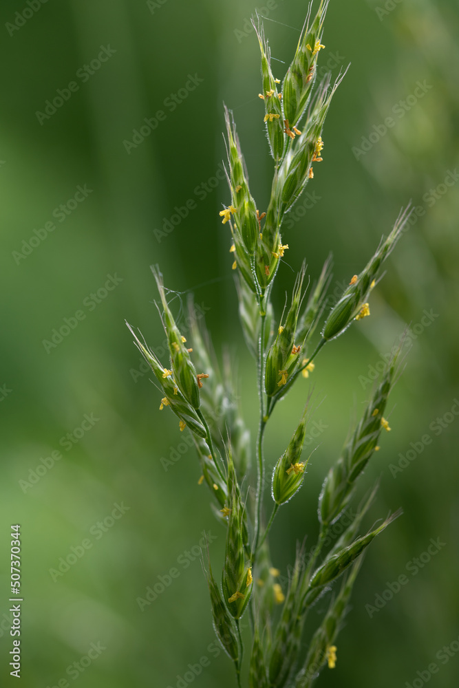 Close up of blooming wild grass against green background in nature. Small yellow flowers hang on the grass. The light shines through the background