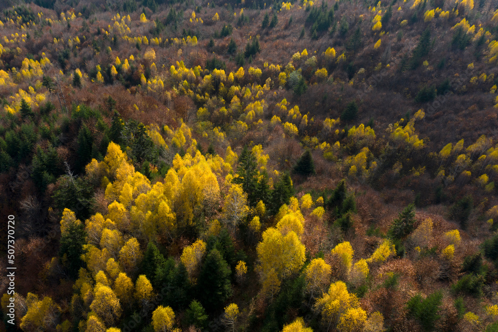 Fall forest in autumn season photographer from a drone in autumn.Forest with colorful leaves on a sunny afternoon. Red and yellow leaves, romantic and beautiful autumn day.