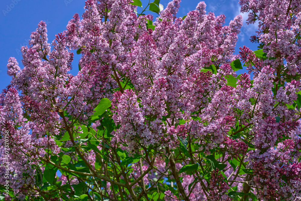 Lilac branches against the blue sky