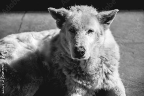 Beautiful big white street dog in the city in a sunny day  Valdivia  Chile  black and white 