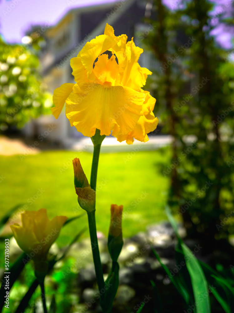 Yellow Iris flower head with the green stem in the spring garden Yellow Iris flower head with the green stem in the spring garden