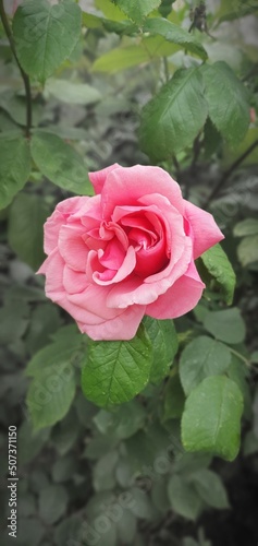 pink rose with drops