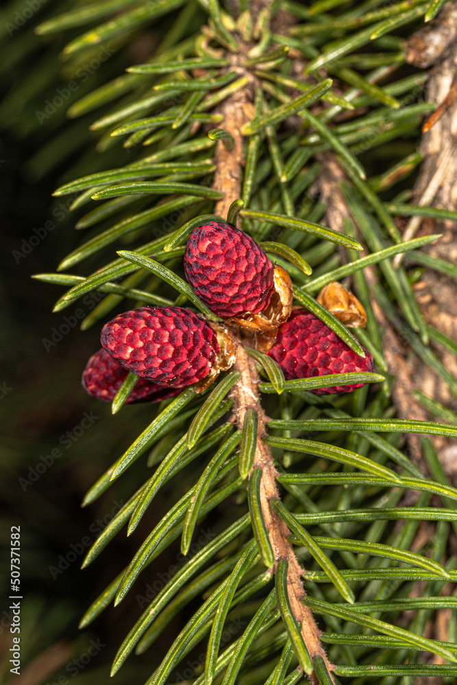 Young Cones of Norway Spruce 'Rubra Spicata' (Picea abies) Young Cones of Norway Spruce 'Rubra Spicata' (Picea abies)
