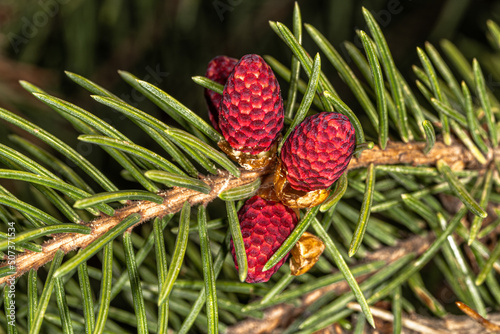 Young Cones of Norway Spruce 'Rubra Spicata' (Picea abies) photo