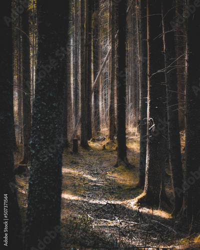 forest