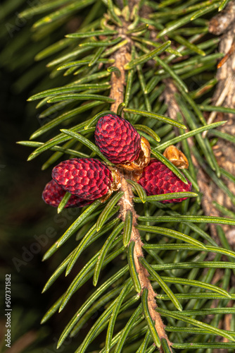 Young Cones of Norway Spruce 'Rubra Spicata' (Picea abies)