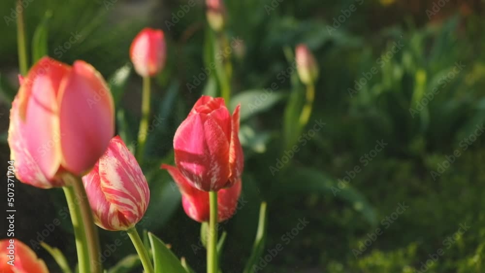 Red tulips bloomed in the garden in spring. Commercial cultivation of tulips. Red tulips bloomed in the garden in spring. Commercial cultivation of tulips.