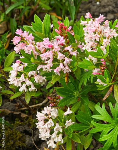 Daphne X Transatlantica ‚Eternal Fragrance‘ . Botanical garden kit Karlsruhe, Baden Wuerttemberg, Germany photo