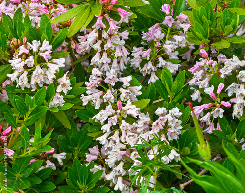 Daphne X Transatlantica ‚Eternal Fragrance‘ . Botanical garden kit Karlsruhe, Baden Wuerttemberg, Germany