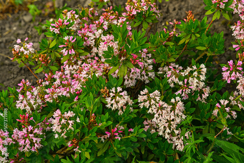 Photos Daphne X Transatlantica ‚Eternal Fragrance‘
