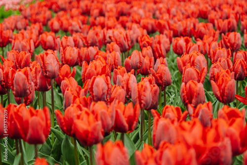 Group of red tulips in the park. Spring landscape. © Sandris