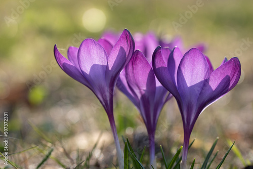 Close-up of purple flowering crocus against the light, in spring in the garden