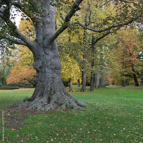 Wallpaper Mural Ein großer, dicker, grauer Baumstamm  im Schlosspark Stammheim steht zwischen andere dünnere Bäume mit herbstlich gefärbte Blätter.  Torontodigital.ca