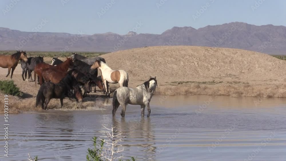 Wild Horses at a Desert Waterhole in Utah Wild Horses at a Desert Waterhole in Utah