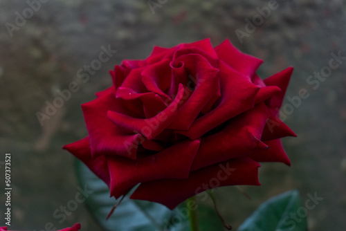 Red rose on a dark background