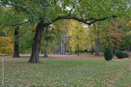 Wallpaper Mural Ein Baum mit spiralförmiger Stamm, grüne Blätter und einem langen großen vertikalen Ast steht in Herbst im Schlosspark, Stammheim in Köln rechtsrheinisch. Torontodigital.ca
