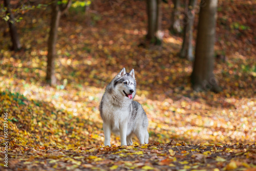 Siberian husky dog in the middle of autumn forest
