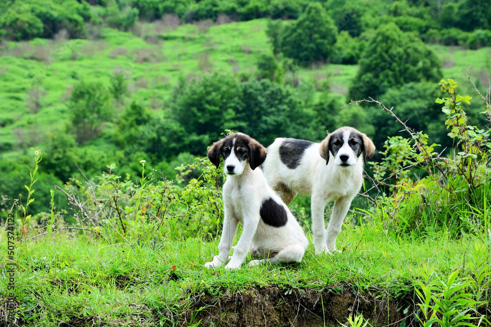 A pair of funny puppies at the Abkhazian mountains A pair of funny puppies at the Abkhazian mountains