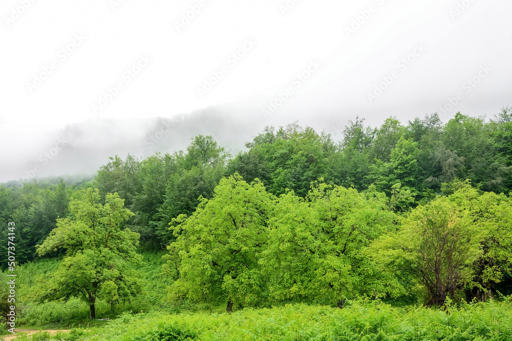 Alpine meadows, foggy mountains at Abkhazia (Kodori Gorge) Alpine meadows, foggy mountains at Abkhazia (Kodori Gorge)