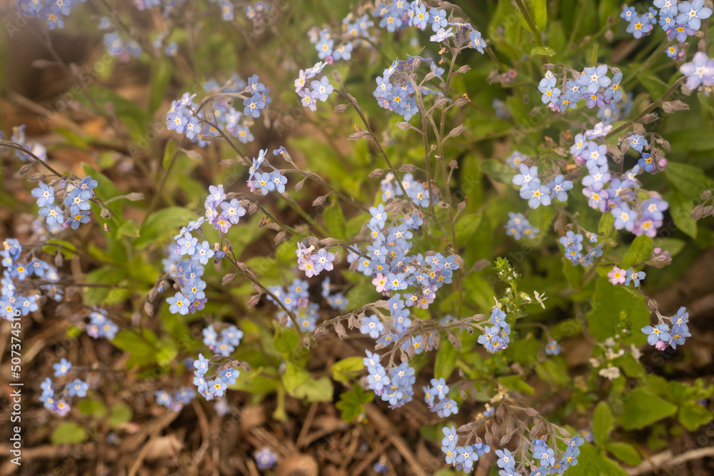 myosotis myosote forget-me-not in spring in a forest