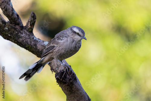 The chalk-browed mockingbird or 
